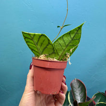 Load image into Gallery viewer, Hoya Callistophylla Propagation Pot
