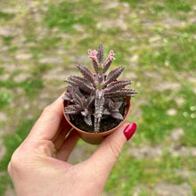 Load image into Gallery viewer, Kalanchoe Tubiflora &#39;Pink Butterfly&#39;
