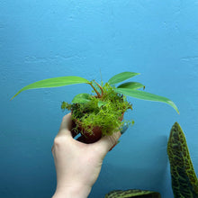 Load image into Gallery viewer, Philodendron Erubescens 'Red Emerald'
