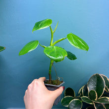 Load image into Gallery viewer, Home Grown Houseplant Wonky Bargain Bundle - Philodendron, Sansevieria &amp; Syngonium
