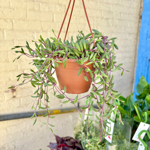 Senecio Herreianus ‘Purple Flush’ Hanging Pot