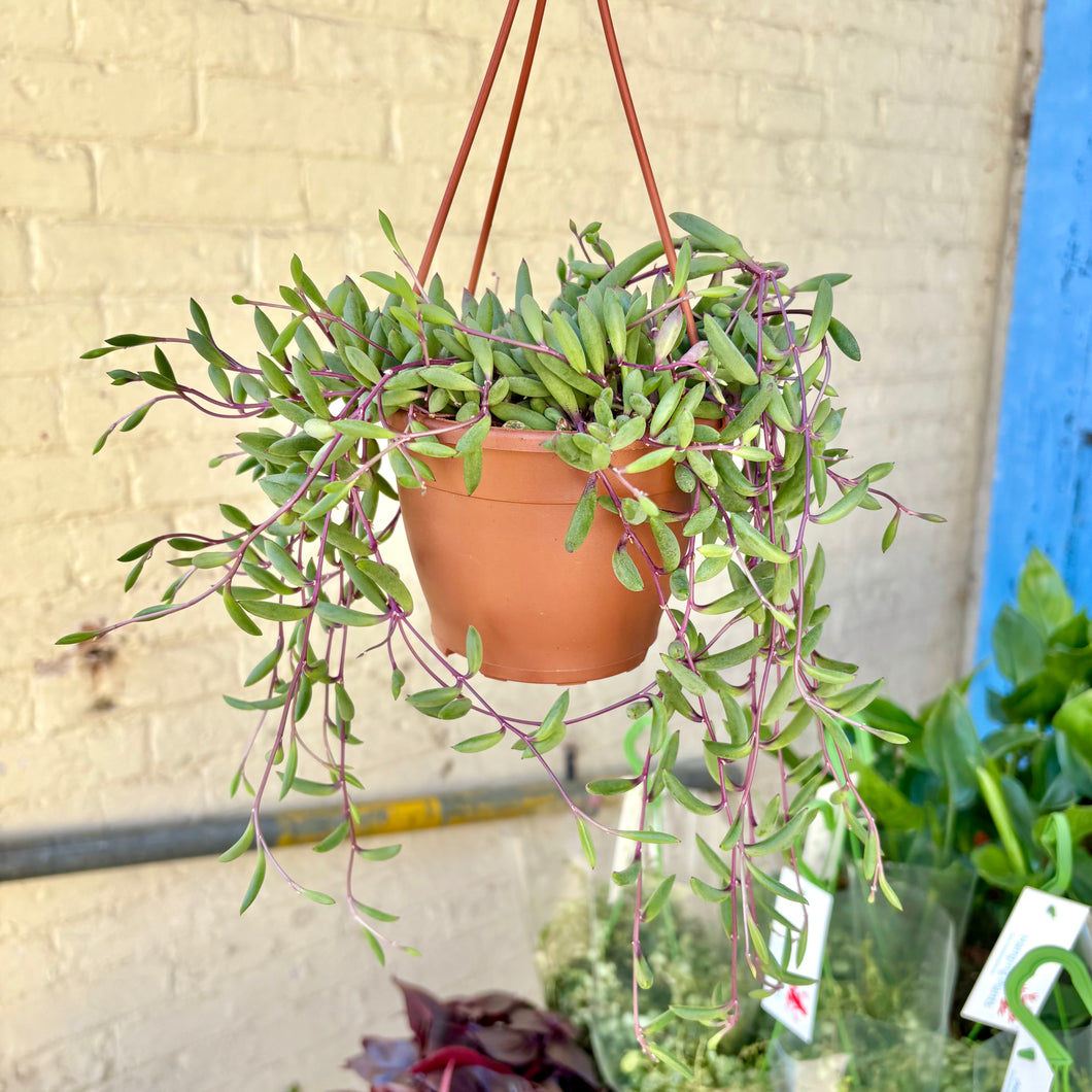 Senecio Herreianus ‘Purple Flush’ Hanging Pot