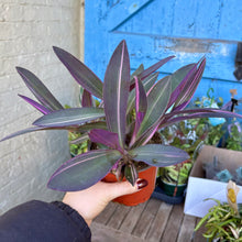 Load image into Gallery viewer, Tradescantia Pallida Variegated &#39;Pink Stripe&#39;
