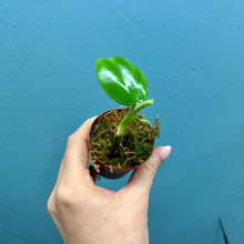 Load image into Gallery viewer, Philodendron Pittieri

