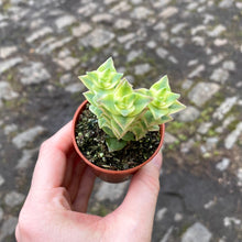 Load image into Gallery viewer, Crassula Perforata Variegated &#39;String of Buttons&#39;
