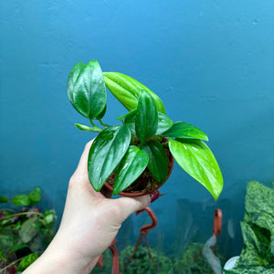 Monstera Standleyana 'Cobra Plant'