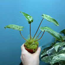 Load image into Gallery viewer, Philodendron Paraiso Verde
