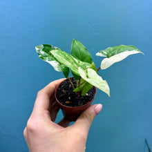 Load image into Gallery viewer, Syngonium Podophyllum Albo Variegata Propagation Pot
