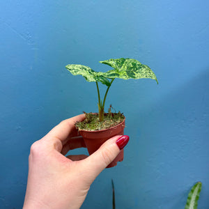 Syngonium 'Mojito' Rooted Cutting Pot