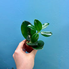 Load image into Gallery viewer, Hoya Australis Propagation Pot
