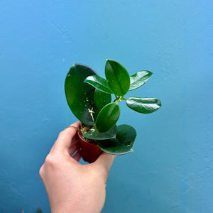 Hoya Australis Propagation Pot