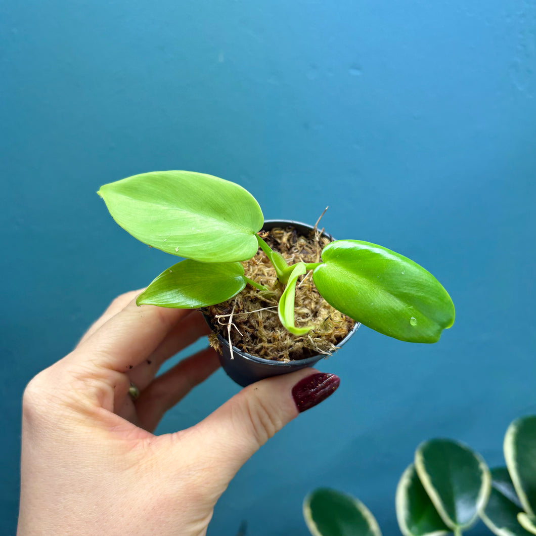 Philodendron Bipennifolium 'Golden Violin’