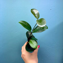 Load image into Gallery viewer, Hoya Australis Propagation Pot

