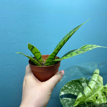 Load image into Gallery viewer, Hoya Callistophylla Propagation Pot
