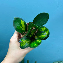 Load image into Gallery viewer, Hoya Australis Lisa

