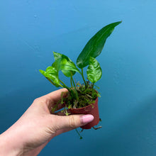 Load image into Gallery viewer, Epipremnum 'Skeleton Key'
