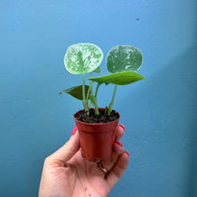 Load image into Gallery viewer, Scindapsus &#39;Silvery Ann&#39; Baby Plant
