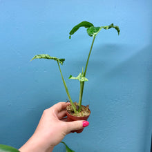 Load image into Gallery viewer, Syngonium &#39;Mojito&#39; Rooted Cutting Pot
