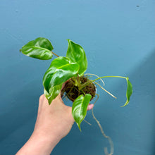 Load image into Gallery viewer, Philodendron 'Burle Marx'
