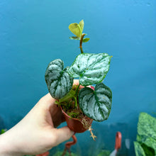 Load image into Gallery viewer, Philodendron Brandtianum Rooted Cutting Pot
