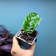 Load image into Gallery viewer, Hoya Villosa
