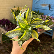 Load image into Gallery viewer, Sansevieria Trifasciata Hahnii ‘Twirl Star'

