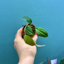 Load image into Gallery viewer, Baby Philodendron Scandens Micans
