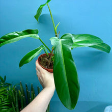 Load image into Gallery viewer, Philodendron 'Jerry Horne'
