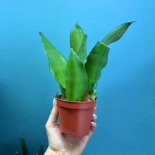 Load image into Gallery viewer, Sansevieria Trifasciata &#39;Snake Plant&#39; Rooted Cutting Pot
