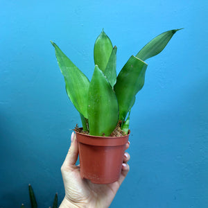 Sansevieria Trifasciata 'Snake Plant' Rooted Cutting Pot