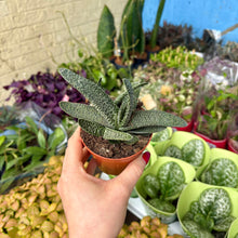 Load image into Gallery viewer, Gasteria Carinata Var. Verrucosa
