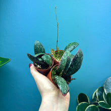 Load image into Gallery viewer, Hoya Sigitalis Propagation Pot
