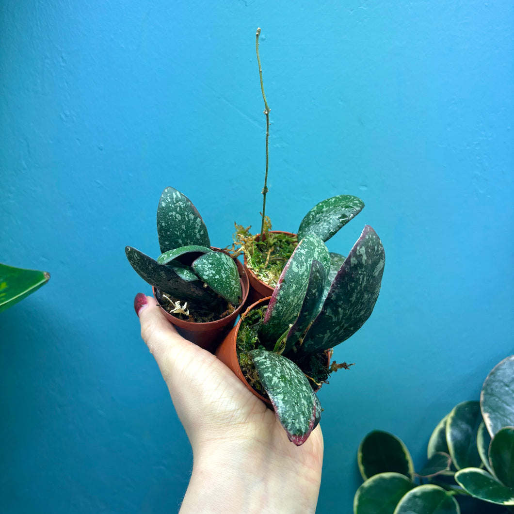Hoya Sigitalis Propagation Pot