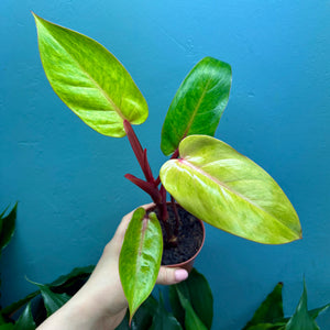 Philodendron 'Painted Lady'
