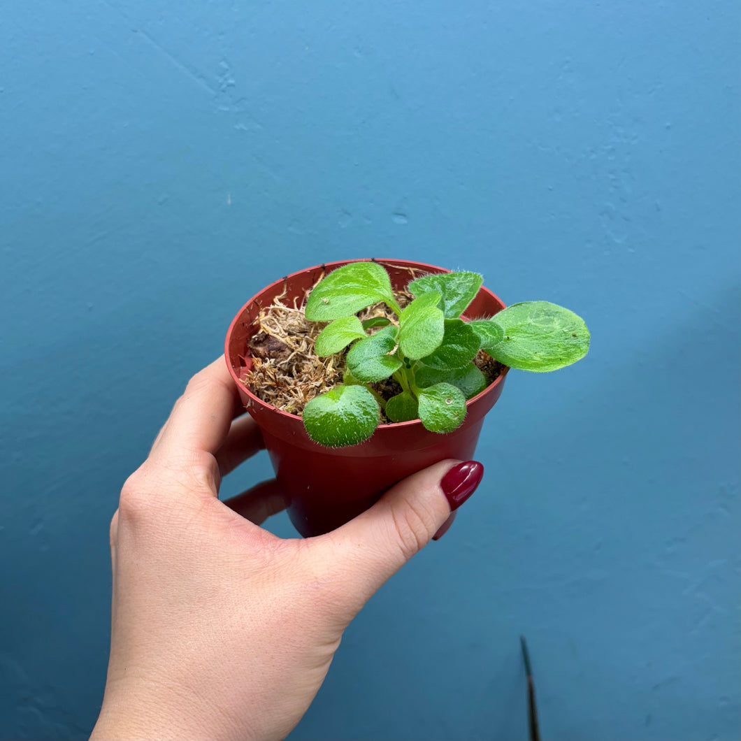 Streptocarpus 'Pretty Turtle' Rooted Propagation Small Plant