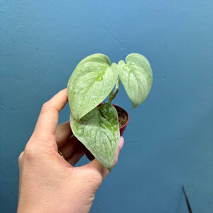 Prop Box Eviction: Bundle A