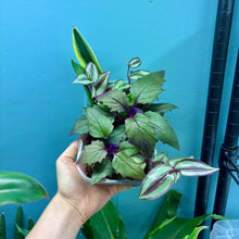 Load image into Gallery viewer, Propagation Bundle Tub 73 - Tradescantia Zebrina, Green, Gynura &#39;Purple Velvet&#39; &amp; Sansevieria
