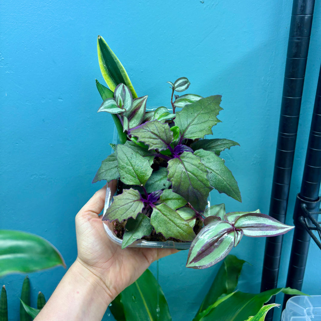 Propagation Bundle Tub 73 - Tradescantia Zebrina, Green, Gynura 'Purple Velvet' & Sansevieria