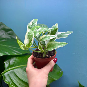 Epipremnum Aureum N'Joy