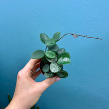 Load image into Gallery viewer, Baby Hoya Mathilde
