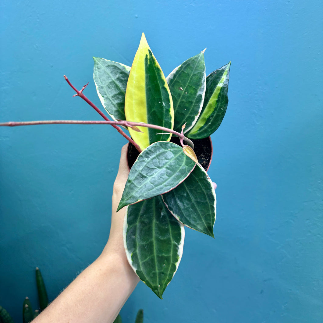 Hoya Latifolia Albomarginata