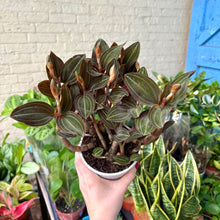Load image into Gallery viewer, Ludisia Discolor &#39;Jewel Orchid&#39;
