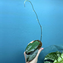 Load image into Gallery viewer, Hoya Erythrina
