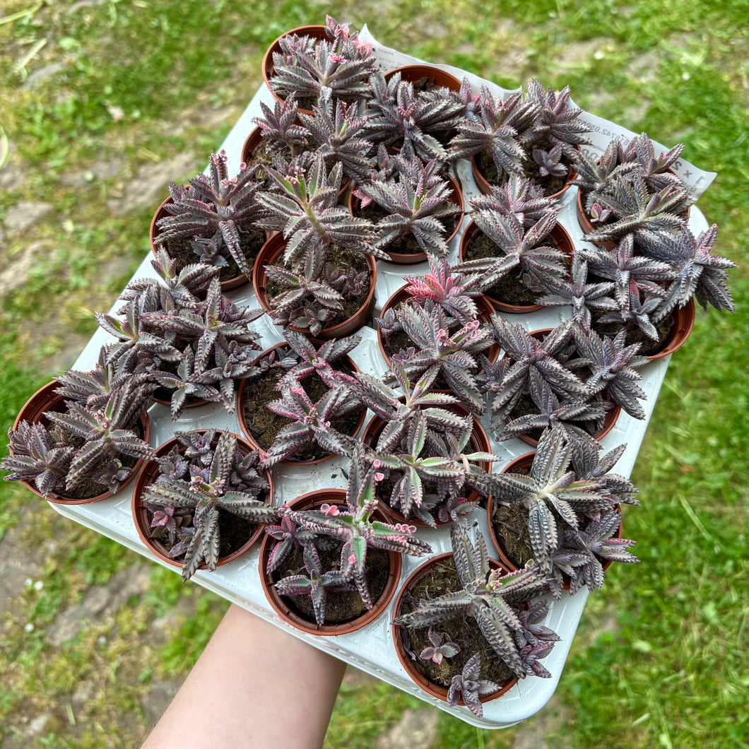 Kalanchoe Tubiflora 'Pink Butterfly'