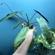 Load image into Gallery viewer, Philodendron Atabapoense

