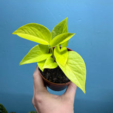 Load image into Gallery viewer, Epipremnum Aureum 'Neon Pothos' A
