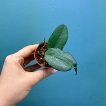 Load image into Gallery viewer, Hoya Erythrina
