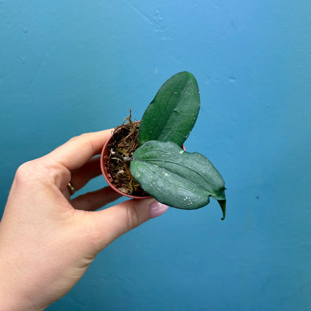 Hoya Erythrina