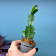 Load image into Gallery viewer, Schlumbergera 'Christmas Cactus' Propagation Pot
