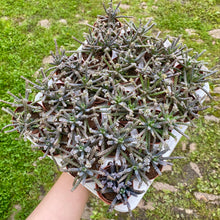 Load image into Gallery viewer, Kalanchoe Daigremontiana &#39;Mother of Millions&#39;
